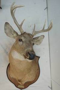 lot 130 image: deer mount