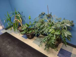 (3) Living Plants...