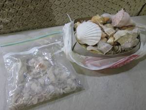 lot 186 image: (CS) Assorted Sea Shells...