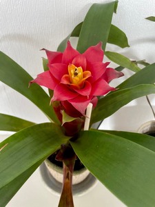 lot 54 image: Beautiful Bromeliad Plants