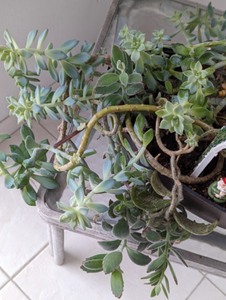 lot 204 image: Large Potted Plant