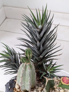 lot 203 image: Succulent Fairy Garden