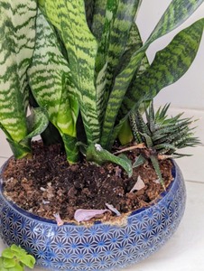 lot 205 image: Pair of House Plants