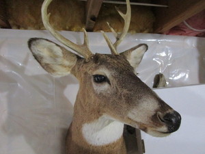 Whitetail Mount