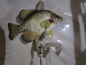 Crappie Mount