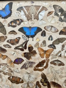 lot 65 image: Beautiful Framed Taxidermy Butterflies