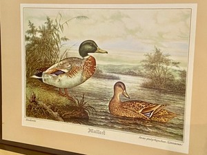 lot 91 image: Set of Four Vintage Pimpernel Placemats