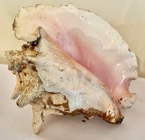 lot 116 image: 4 Cool Bahamian Conch Shells
