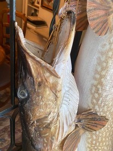 lot 136 image: Pair of Mounted 20 Pound Northern Pike Fish