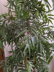 Potted Faux Bamboo Tree