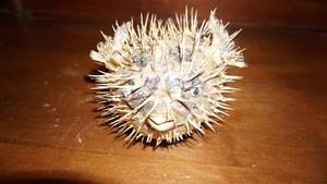 lot 23 image: Blow Fish