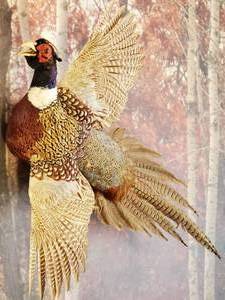 lot 20 image: Beautiful Taxidermy Pheasant