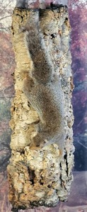 lot 21 image: Taxidermy Gray Squirrel Mounted on Bark From a Tree