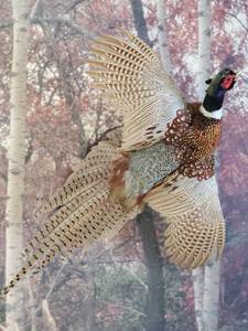 lot 23 image: Beautiful Taxidermy Pheasant