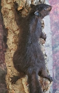 lot 24 image: Black Squirrel Mounted on Tree Bark
