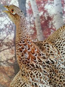 lot 25 image: Beautiful Taxidermy Pheasant