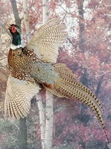 lot 27 image: Beautiful Taxidermy Pheasant