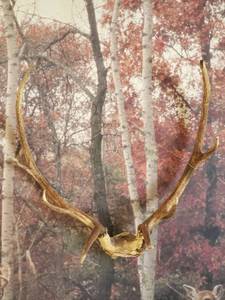 lot 29 image: Great Set of Elk Antlers