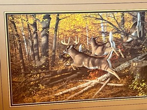 lot 169 image: Michael Sieve Framed Print - Maple Rush-Whitetail Deer