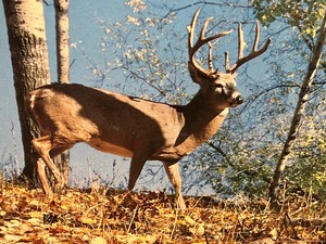 lot 277 image: Very Large Outdoors Deer Scene Framed Photograph