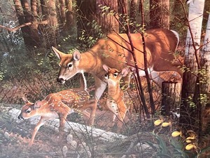 lot 181 image: Framed Michael Sieve Oak Ridge Series Print - Oak Ridge Renewal - Whitetail Deer