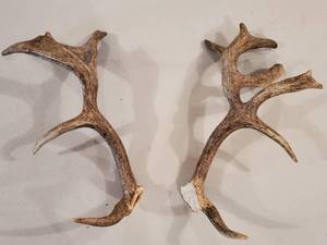 lot 272 image: Assorted Antlers Lot