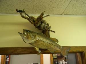 lot 11 image: AWESOME - Vintage Taxidermy Fish Wall Mount - FANTASTIC PIECE - APPROX 18 By 18 - VERY COOL - SEE PICTURES