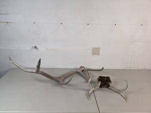 lot 247 image: Lot of Deer and Elk Antlers - A