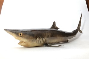 Small Taxidermy Shark Display
