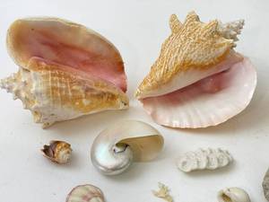 Nice Group of Assorted Seashells&nbsp