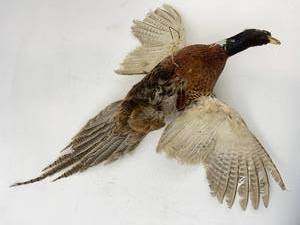 Taxidermy Pheasant in Flight