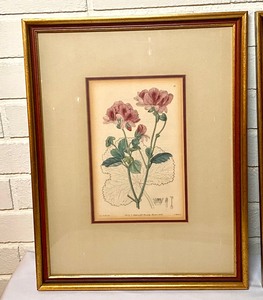 lot 35 image: Two Framed Botanical Pictures