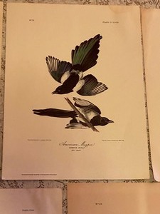 lot 77 image: Five Vintage Bird Prints