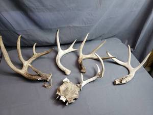 lot 122 image: Antlers and one Skull Plate