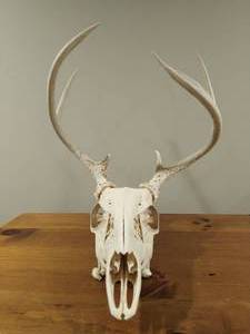 lot 93 image: Deer Skull