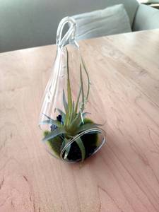 lot 86 image: Air Plant Terrarium