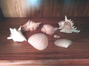 lot 226 image: Collection of Seashells