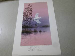 White Elegance Artists Proof Prin...