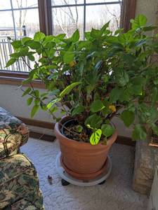 lot 59 image: Set of 2 REAL Beautiful Potted Hibiscus Plants