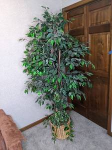 lot 88 image: Adorable 6 Artificial Ficus Tree