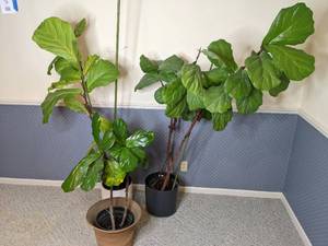 lot 131 image: Lot of 3 LIVE Potted Fig Trees