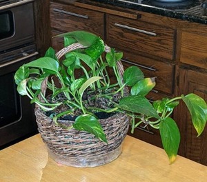 lot 159 image: Live Potted Ivy House Plant in Woven Basket
