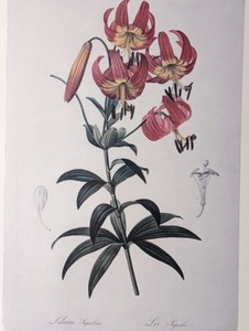 lot 69 image: Framed MIA 1996 Art in Bloom Print