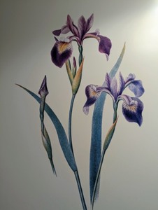 lot 202 image: Framed Boston Museum Art in Bloom Print
