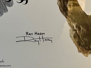 lot 19 image: Framed Bald Eagle Print by Ray Harm