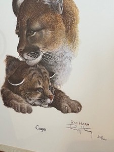 lot 39 image: Bobcat and Cougar Framed Prints by Ray Harm