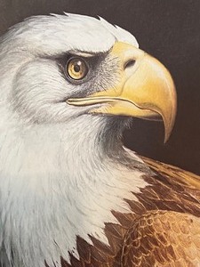 lot 38 image: Framed Artists Proof Bald Eagle by Ray Harm