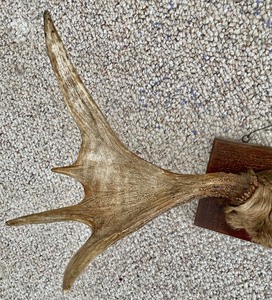 lot 184 image: Magnificent Moose Antler Mount