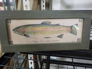 lot 72 image: Rainbow Trout Salmo Gairdneri Pictu...