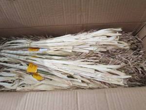 box of wheat bushes ...